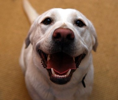 PlaqueOff κατά της κακοσμίας,πέτρας και πλάκας για γατες 40gr -Προμήθειες Για Κατοικίδια Κατάστημα πωλήσεων happydog