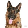 ΤΑΥΤΟΤΗΤΑ ΣΚΥΛΟΥ MY FAMILY GERMAN SHEPERD ΤΑΥΤΟΤΗΤΕΣ ΤΑΥΤΟΤΗΤΑ ΣΚΥΛΟΥ MY FAMILY GERMAN SHEPERD ΤΑΥΤΟΤΗΤΕΣ