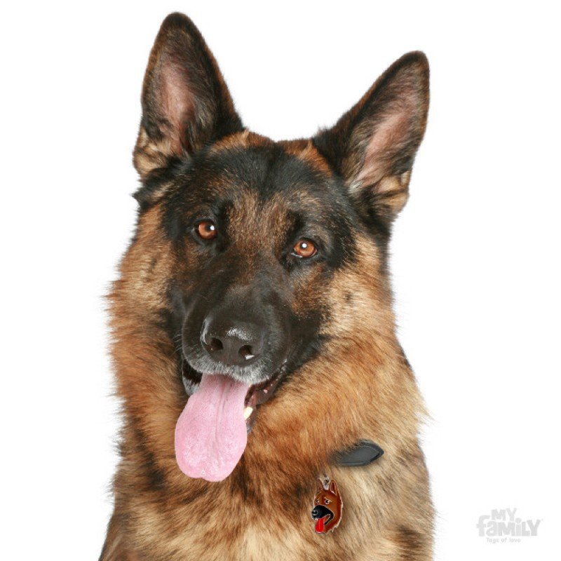 ΤΑΥΤΟΤΗΤΑ ΣΚΥΛΟΥ MY FAMILY GERMAN SHEPERD ΤΑΥΤΟΤΗΤΕΣ ΤΑΥΤΟΤΗΤΑ ΣΚΥΛΟΥ MY FAMILY GERMAN SHEPERD ΤΑΥΤΟΤΗΤΕΣ