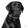 ΤΑΥΤΟΤΗΤΑ ΣΚΥΛΟΥ MY FAMILY LABRADOR BLACK ΤΑΥΤΟΤΗΤΕΣ ΤΑΥΤΟΤΗΤΑ ΣΚΥΛΟΥ MY FAMILY LABRADOR BLACK ΤΑΥΤΟΤΗΤΕΣ