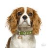 ΤΑΥΤΟΤΗΤΑ ΣΚΥΛΟΥ MY FAMILY CAVALIER ORANGE ΤΑΥΤΟΤΗΤΕΣ ΤΑΥΤΟΤΗΤΑ ΣΚΥΛΟΥ MY FAMILY CAVALIER ORANGE ΤΑΥΤΟΤΗΤΕΣ