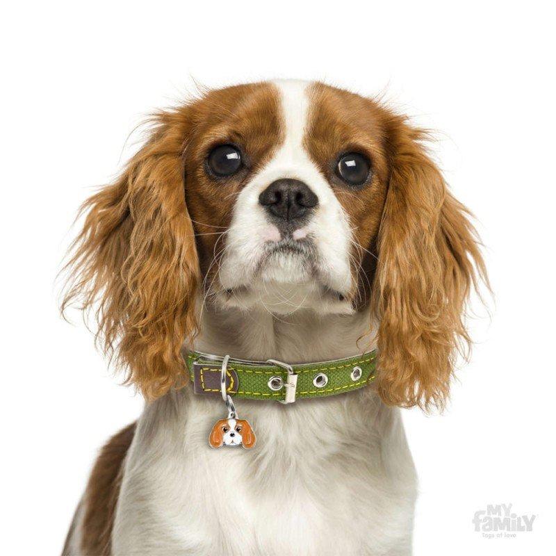 ΤΑΥΤΟΤΗΤΑ ΣΚΥΛΟΥ MY FAMILY CAVALIER ORANGE ΤΑΥΤΟΤΗΤΕΣ ΤΑΥΤΟΤΗΤΑ ΣΚΥΛΟΥ MY FAMILY CAVALIER ORANGE ΤΑΥΤΟΤΗΤΕΣ