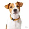 ΤΑΥΤΟΤΗΤΑ ΣΚΥΛΟΥ MY FAMILY JACK RUSSEL ORANGE ΤΑΥΤΟΤΗΤΕΣ ΤΑΥΤΟΤΗΤΑ ΣΚΥΛΟΥ MY FAMILY JACK RUSSEL ORANGE ΤΑΥΤΟΤΗΤΕΣ