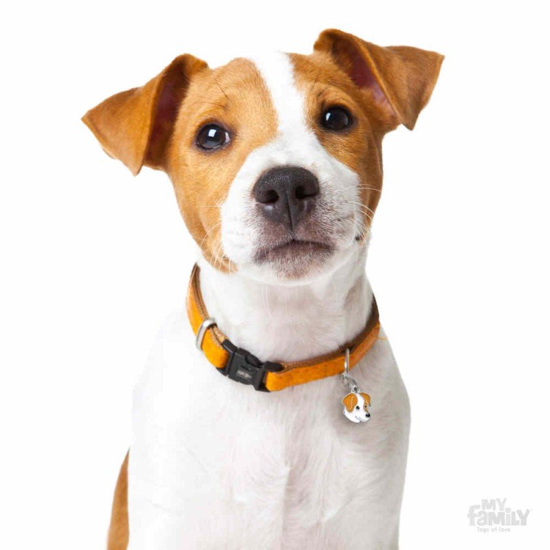 ΤΑΥΤΟΤΗΤΑ ΣΚΥΛΟΥ MY FAMILY JACK RUSSEL ORANGE ΤΑΥΤΟΤΗΤΕΣ ΤΑΥΤΟΤΗΤΑ ΣΚΥΛΟΥ MY FAMILY JACK RUSSEL ORANGE ΤΑΥΤΟΤΗΤΕΣ