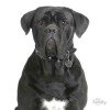 ΤΑΥΤΟΤΗΤΑ ΣΚΥΛΟΥ MY FAMILY CANE CORSO GREY ΤΑΥΤΟΤΗΤΑ ΣΚΥΛΟΥ MY FAMILY CANE CORSO GREY