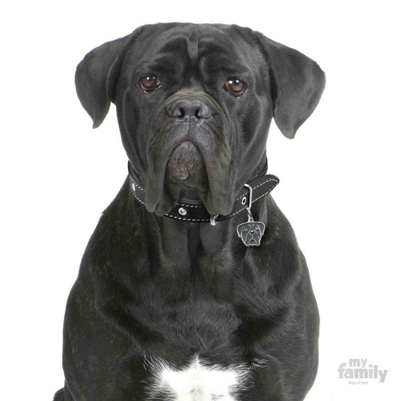 ΤΑΥΤΟΤΗΤΑ ΣΚΥΛΟΥ MY FAMILY CANE CORSO GREY ΤΑΥΤΟΤΗΤΑ ΣΚΥΛΟΥ MY FAMILY CANE CORSO GREY