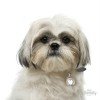 ΤΑΥΤΟΤΗΤΑ ΣΚΥΛΟΥ MY FAMILY GREY SHIH TZU ΤΑΥΤΟΤΗΤΕΣ ΤΑΥΤΟΤΗΤΑ ΣΚΥΛΟΥ MY FAMILY GREY SHIH TZU ΤΑΥΤΟΤΗΤΕΣ