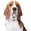 ΤΑΥΤΟΤΗΤΑ ΣΚΥΛΟΥ MY FAMILY BEAGLE ΤΑΥΤΟΤΗΤΕΣ ΤΑΥΤΟΤΗΤΑ ΣΚΥΛΟΥ MY FAMILY BEAGLE ΤΑΥΤΟΤΗΤΕΣ