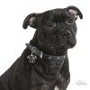 ΤΑΥΤΟΤΗΤΑ ΣΚΥΛΟΥ MY FAMILY BLACK AMSTAFF ΤΑΥΤΟΤΗΤΕΣ ΤΑΥΤΟΤΗΤΑ ΣΚΥΛΟΥ MY FAMILY BLACK AMSTAFF ΤΑΥΤΟΤΗΤΕΣ