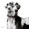 ΤΑΥΤΟΤΗΤΑ ΣΚΥΛΟΥ MY FAMILY HARLEQUIN GREAT DANE ΤΑΥΤΟΤΗΤΕΣ ΤΑΥΤΟΤΗΤΑ ΣΚΥΛΟΥ MY FAMILY HARLEQUIN GREAT DANE ΤΑΥΤΟΤΗΤΕΣ