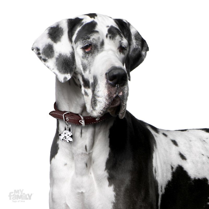 ΤΑΥΤΟΤΗΤΑ ΣΚΥΛΟΥ MY FAMILY HARLEQUIN GREAT DANE ΤΑΥΤΟΤΗΤΕΣ ΤΑΥΤΟΤΗΤΑ ΣΚΥΛΟΥ MY FAMILY HARLEQUIN GREAT DANE ΤΑΥΤΟΤΗΤΕΣ