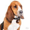 ΤΑΥΤΟΤΗΤΑ ΣΚΥΛΟΥ MY FAMILY BASSET HOUND ΤΑΥΤΟΤΗΤΕΣ ΤΑΥΤΟΤΗΤΑ ΣΚΥΛΟΥ MY FAMILY BASSET HOUND ΤΑΥΤΟΤΗΤΕΣ