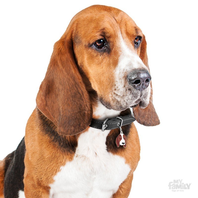 ΤΑΥΤΟΤΗΤΑ ΣΚΥΛΟΥ MY FAMILY BASSET HOUND ΤΑΥΤΟΤΗΤΕΣ ΤΑΥΤΟΤΗΤΑ ΣΚΥΛΟΥ MY FAMILY BASSET HOUND ΤΑΥΤΟΤΗΤΕΣ