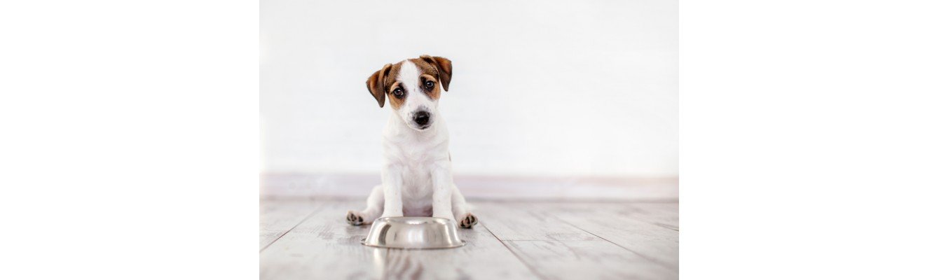2+1 τροφές για την καλή υγεία του σκύλου σας!