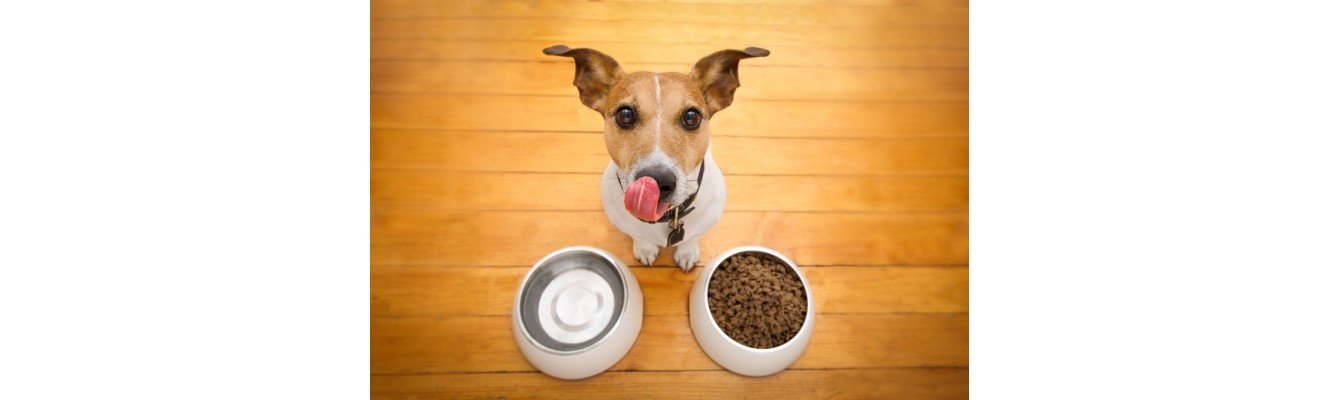 Acana και Orijen: Η σωστή διατροφή για έναν υγιή σκύλο