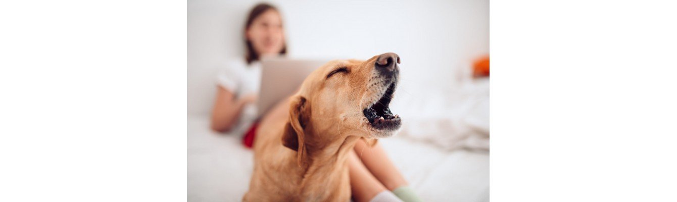 Γαύγισμα Σκύλου: Κατανοήστε τις ανάγκες του σκύλου σας