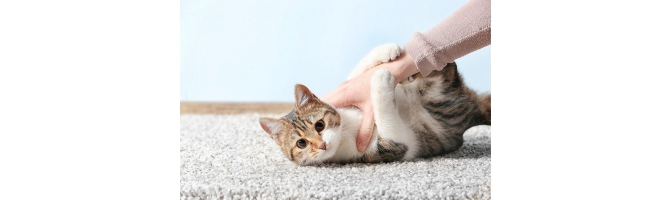 Νιαουρητό και …γατίσιες επιθυμίες: Αποκωδικοποιήστε τη γάτα σας!