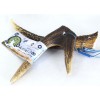 Κέρατο Ελαφιού BlooChoo Antler Small Full Xlong 30-60gr ΛΙΧΟΥΔΙΕΣ & ΚΟΚΑΛΑ Κέρατο Ελαφιού BlooChoo Antler Small Full Xlong 30-60gr ΛΙΧΟΥΔΙΕΣ & ΚΟΚΑΛΑ