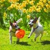 Jumbler Ball Large/Xlarge ΣΚΥΛΟΙ Jumbler Ball Large/Xlarge ΣΚΥΛΟΙ