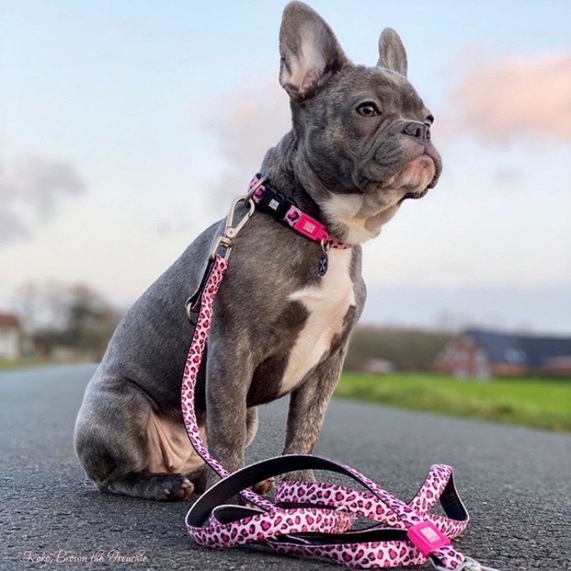 Max & Molly Μπρελόκ Leopard Pink Tag 17,5cm ΕΙΔΗ ΑΥΤΟΚΙΝΗΤΟΥ ΚΑΙ ΤΑΞΙΔΙΟΥ Max & Molly Μπρελόκ Leopard Pink Tag 17,5cm ΕΙΔΗ ΑΥΤΟΚΙΝΗΤΟΥ ΚΑΙ ΤΑΞΙΔΙΟΥ