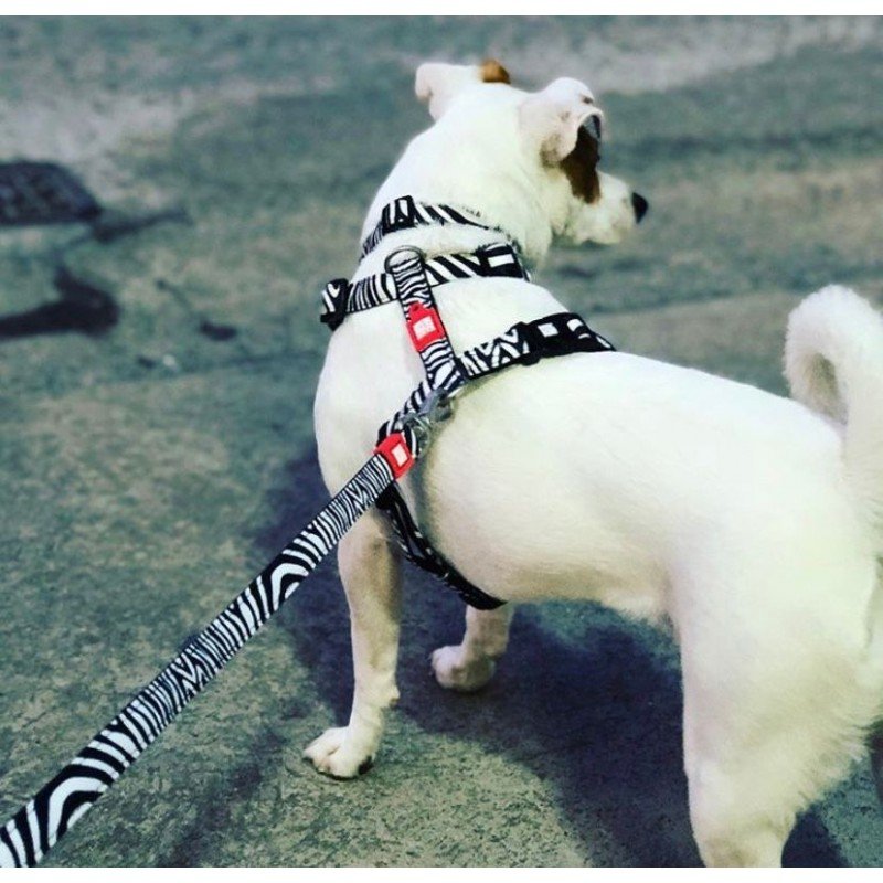 Επιστήθιο Max & Molly Zebra Small 1,5x41-52cm ΣΚΥΛΟΙ Επιστήθιο Max & Molly Zebra Small 1,5x41-52cm ΣΚΥΛΟΙ