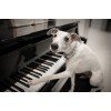 Max & Molly Μπρελόκ Piano Tag 17,5cm ΕΙΔΗ ΑΥΤΟΚΙΝΗΤΟΥ ΚΑΙ ΤΑΞΙΔΙΟΥ Max & Molly Μπρελόκ Piano Tag 17,5cm ΕΙΔΗ ΑΥΤΟΚΙΝΗΤΟΥ ΚΑΙ ΤΑΞΙΔΙΟΥ