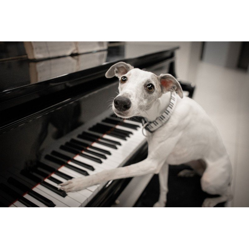 Max & Molly Μπρελόκ Piano Tag 17,5cm ΕΙΔΗ ΑΥΤΟΚΙΝΗΤΟΥ ΚΑΙ ΤΑΞΙΔΙΟΥ Max & Molly Μπρελόκ Piano Tag 17,5cm ΕΙΔΗ ΑΥΤΟΚΙΝΗΤΟΥ ΚΑΙ ΤΑΞΙΔΙΟΥ