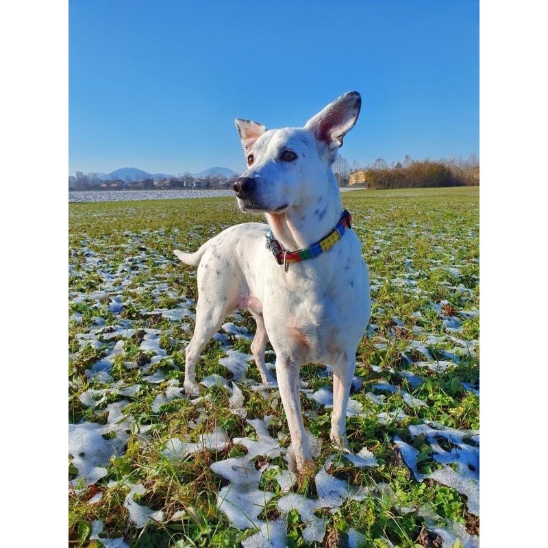 Max & Molly Μπρελόκ Playtime Tag 17,5cm ΕΙΔΗ ΑΥΤΟΚΙΝΗΤΟΥ ΚΑΙ ΤΑΞΙΔΙΟΥ Max & Molly Μπρελόκ Playtime Tag 17,5cm ΕΙΔΗ ΑΥΤΟΚΙΝΗΤΟΥ ΚΑΙ ΤΑΞΙΔΙΟΥ