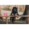 Max & Molly Μπρελόκ Popcorn Tag 17,5cm ΕΙΔΗ ΑΥΤΟΚΙΝΗΤΟΥ ΚΑΙ ΤΑΞΙΔΙΟΥ Max & Molly Μπρελόκ Popcorn Tag 17,5cm ΕΙΔΗ ΑΥΤΟΚΙΝΗΤΟΥ ΚΑΙ ΤΑΞΙΔΙΟΥ