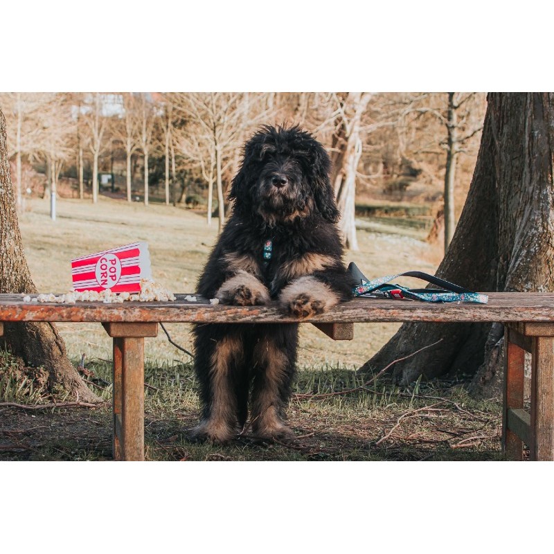 Max & Molly Μπρελόκ Popcorn Tag 17,5cm ΕΙΔΗ ΑΥΤΟΚΙΝΗΤΟΥ ΚΑΙ ΤΑΞΙΔΙΟΥ Max & Molly Μπρελόκ Popcorn Tag 17,5cm ΕΙΔΗ ΑΥΤΟΚΙΝΗΤΟΥ ΚΑΙ ΤΑΞΙΔΙΟΥ