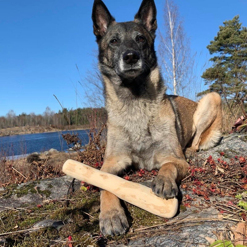 Natural Coffee Wood Chew Stick Wildz Large 315gr ΣΚΥΛΟΙ Natural Coffee Wood Chew Stick Wildz Large 315gr ΣΚΥΛΟΙ
