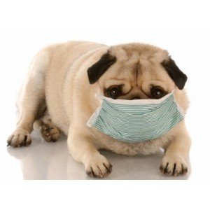 Αλλεργίες & Δυσανεξίες σε σκύλο