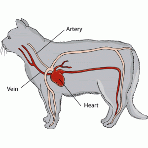 Καρδιακές παθήσεις σε Γάτες