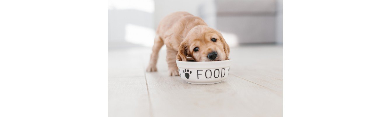 Υγρή και ξηρά τροφή: Ποια να επιλέξετε για τη διατροφή του σκύλου σας