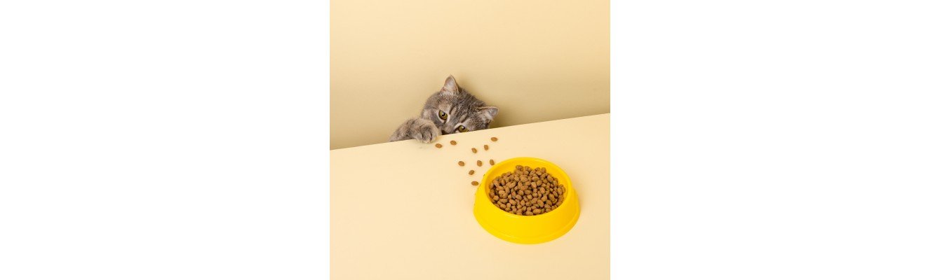 Υγρή και ξηρά τροφή για γάτες: Πλεονεκτήματα και μειονεκτήματα