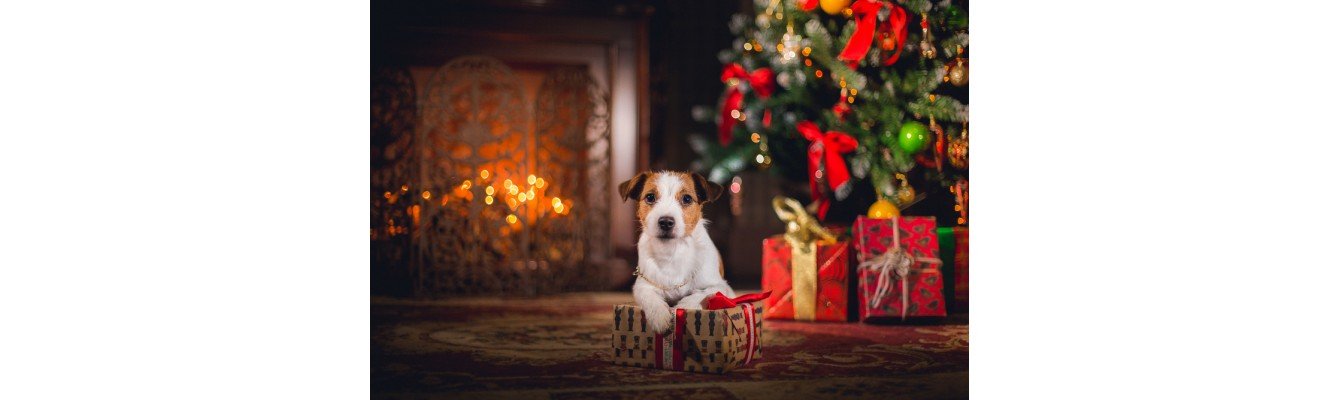 Οδηγός χριστουγεννιάτικων δώρων για τον σκύλο σας!