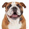 ΤΑΥΤΟΤΗΤΑ ΣΚΥΛΟΥ MY FAMILY ENGLISH BULLDOG ΤΑΥΤΟΤΗΤΕΣ ΤΑΥΤΟΤΗΤΑ ΣΚΥΛΟΥ MY FAMILY ENGLISH BULLDOG ΤΑΥΤΟΤΗΤΕΣ