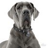 ΤΑΥΤΟΤΗΤΑ ΣΚΥΛΟΥ MY FAMILY BLUE GREAT DANE ΤΑΥΤΟΤΗΤΕΣ ΤΑΥΤΟΤΗΤΑ ΣΚΥΛΟΥ MY FAMILY BLUE GREAT DANE ΤΑΥΤΟΤΗΤΕΣ