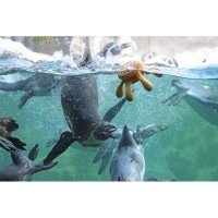 ΠΑΙΧΝΙΔΙ ΣΚΥΛΟΥ KIWI WALKER LETS PLAY OCTOPUS 20CM GREEN ΠΑΙΧΝΙΔΙΑ ΠΑΙΧΝΙΔΙ ΣΚΥΛΟΥ KIWI WALKER LETS PLAY OCTOPUS 20CM GREEN ΠΑΙΧΝΙΔΙΑ