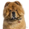 Ταυτότητα Σκύλου My Family Chow Chow Brown ΣΚΥΛΟΙ