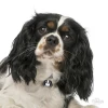 ΤΑΥΤΟΤΗΤΑ ΣΚΥΛΟΥ MY FAMILY TRICOLOUR CAVALIER KING ΤΑΥΤΟΤΗΤΕΣ