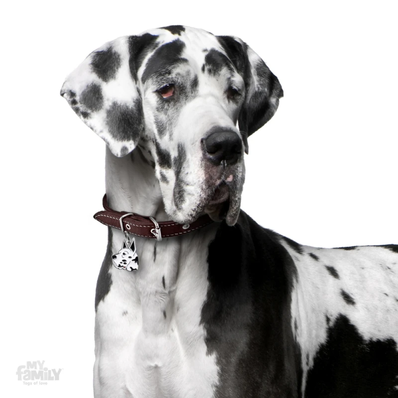 ΤΑΥΤΟΤΗΤΑ ΣΚΥΛΟΥ MY FAMILY  HARLEQUIN GREAT DANE ΤΑΥΤΟΤΗΤΕΣ