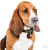 ΤΑΥΤΟΤΗΤΑ ΣΚΥΛΟΥ MY FAMILY  BASSET HOUND ΤΑΥΤΟΤΗΤΕΣ