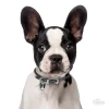 Ταυτότητα Σκύλου My Family Boston Terrier ΣΚΥΛΟΙ