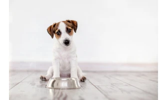 2+1 τροφές για την καλή υγεία του σκύλου σας!