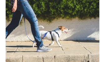 Με τον σκύλο μου μια μέρα περιπατούσα…