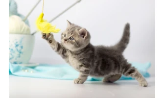 Γιατί είναι σημαντικά τα παιχνίδια και τα ονυχοδρόμια για τη γάτα σας;