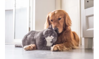 Ας παίξουμε σαν τη γάτα με τον σκύλο ή …με το ποντίκι!