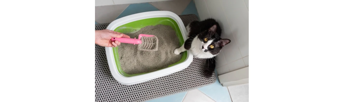 Εκπαίδευση γάτας. 2 + 1 tips για να μάθει να πηγαίνει στη τουαλέτα μόνη της! Εκπαίδευση γάτας. 2 + 1 tips για να μάθει να πηγαίνει στη τουαλέτα μόνη της!