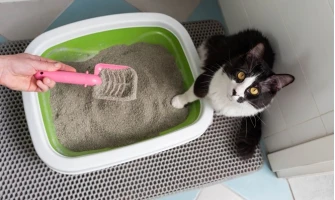 Εκπαίδευση γάτας. 2 + 1 tips για να μάθει να πηγαίνει στη τουαλέτα μόνη της!